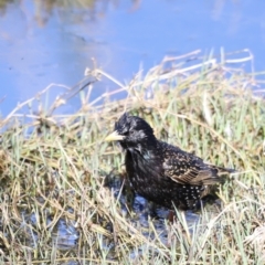 Sturnus vulgaris (Common Starling) at Fyshwick, ACT - 21 Oct 2023 by JimL