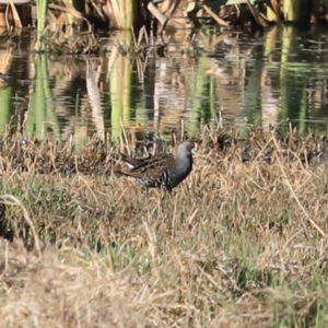 Porzana fluminea at Fyshwick, ACT - 22 Oct 2023 08:02 AM