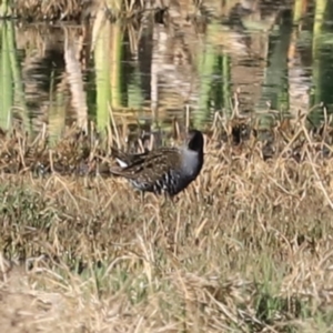 Porzana fluminea at Fyshwick, ACT - 22 Oct 2023 08:02 AM