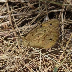 Heteronympha merope at Braidwood, NSW - 22 Oct 2023