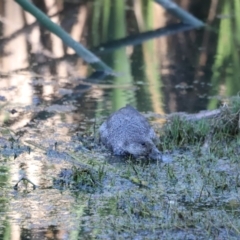 Stictonetta naevosa (Freckled Duck) at Fyshwick, ACT - 21 Oct 2023 by JimL