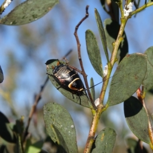 Ellipsidion australe at Jerrabomberra, ACT - 20 Oct 2023