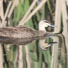 Anas superciliosa (Pacific Black Duck) at Jerrabomberra Wetlands - 21 Oct 2023 by JimL