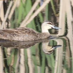 Anas superciliosa (Pacific Black Duck) at Fyshwick, ACT - 22 Oct 2023 by JimL