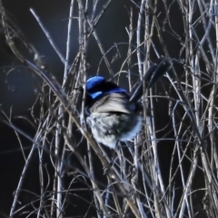 Malurus cyaneus (Superb Fairywren) at Jerrabomberra Wetlands - 21 Oct 2023 by JimL