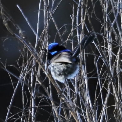 Malurus cyaneus (Superb Fairywren) at Jerrabomberra Wetlands - 21 Oct 2023 by JimL