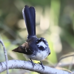 Rhipidura albiscapa (Grey Fantail) at Jerrabomberra Wetlands - 21 Oct 2023 by JimL