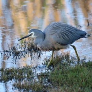 Egretta novaehollandiae at Fyshwick, ACT - 22 Oct 2023