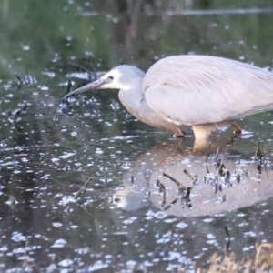 Egretta novaehollandiae at Fyshwick, ACT - 22 Oct 2023