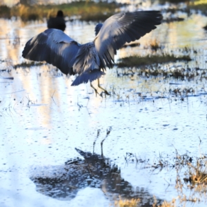 Egretta novaehollandiae at Fyshwick, ACT - 22 Oct 2023