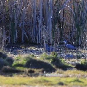 Egretta novaehollandiae at Fyshwick, ACT - 22 Oct 2023