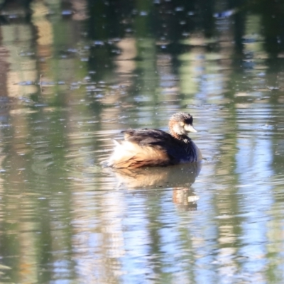 Tachybaptus novaehollandiae (Australasian Grebe) at Fyshwick, ACT - 22 Oct 2023 by JimL