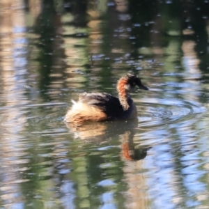 Tachybaptus novaehollandiae at Fyshwick, ACT - 22 Oct 2023