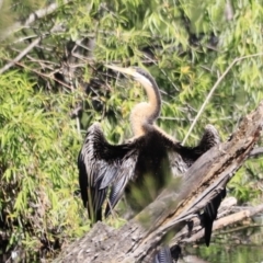 Anhinga novaehollandiae (Australasian Darter) at Fyshwick, ACT - 22 Oct 2023 by JimL