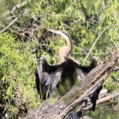 Anhinga novaehollandiae (Australasian Darter) at Jerrabomberra Wetlands - 21 Oct 2023 by JimL