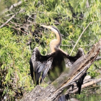 Anhinga novaehollandiae (Australasian Darter) at Fyshwick, ACT - 21 Oct 2023 by JimL