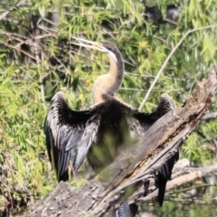 Anhinga novaehollandiae at Fyshwick, ACT - 22 Oct 2023 09:34 AM