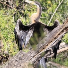 Anhinga novaehollandiae at Fyshwick, ACT - 22 Oct 2023 09:34 AM