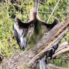 Anhinga novaehollandiae at Fyshwick, ACT - 22 Oct 2023