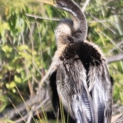 Anhinga novaehollandiae at Fyshwick, ACT - 22 Oct 2023