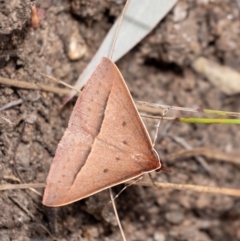 Epidesmia chilonaria (Golden-winged Epidesmia) at Penrose, NSW - 18 Oct 2023 by Aussiegall