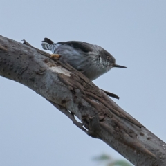 Daphoenositta chrysoptera (Varied Sittella) at Woodstock Nature Reserve - 22 Oct 2023 by MichaelJF