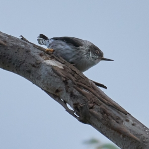 Daphoenositta chrysoptera at Coree, ACT - 22 Oct 2023 03:09 PM