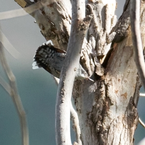 Daphoenositta chrysoptera at Coree, ACT - 22 Oct 2023 03:09 PM