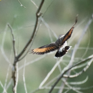 Daphoenositta chrysoptera at Coree, ACT - 22 Oct 2023 03:09 PM