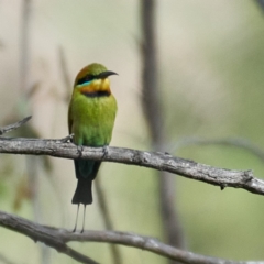 Merops ornatus (Rainbow Bee-eater) at Coree, ACT - 22 Oct 2023 by MichaelJF