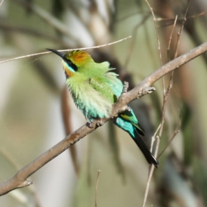 Merops ornatus at Coree, ACT - 22 Oct 2023