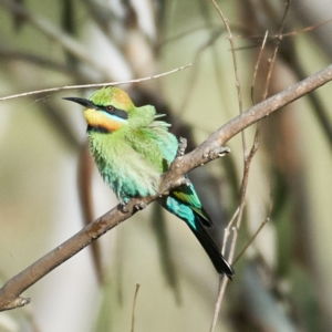 Merops ornatus at Coree, ACT - 22 Oct 2023