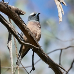 Artamus superciliosus (White-browed Woodswallow) at Woodstock Nature Reserve - 22 Oct 2023 by MichaelJF