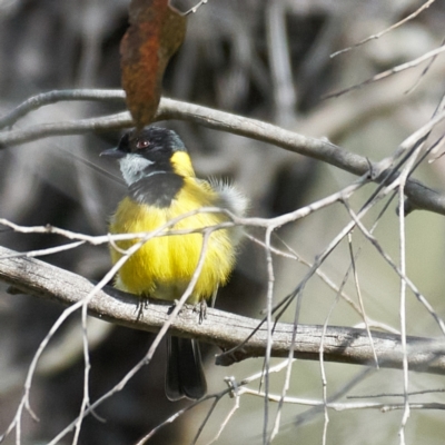 Pachycephala pectoralis (Golden Whistler) at Woodstock Nature Reserve - 22 Oct 2023 by MichaelJF