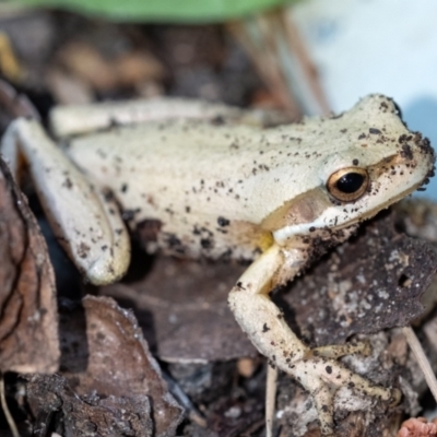 Litoria verreauxii verreauxii at Penrose, NSW - 21 Oct 2023 by Aussiegall