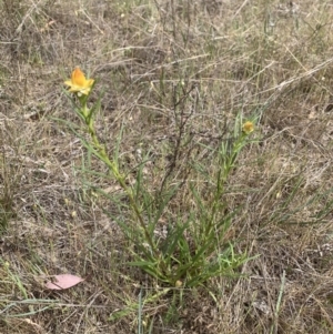 Xerochrysum viscosum at Theodore, ACT - 8 Oct 2023