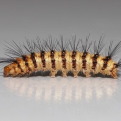 Nyctemera (genus) (A Tiger moth (Arctiini)?) at Wellington Point, QLD - 20 Oct 2023 by TimL