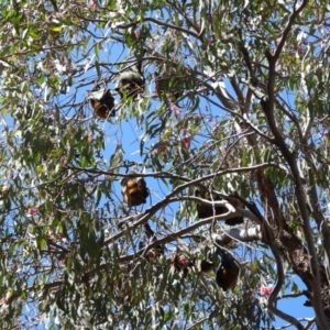 Pteropus poliocephalus at Greenway, ACT - 22 Oct 2023