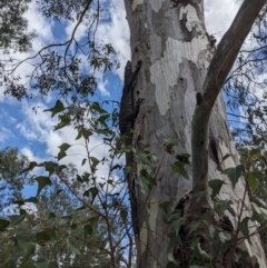 Varanus varius (Lace Monitor) at Burrinjuck, NSW - 22 Oct 2023 by Bidge