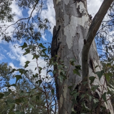 Varanus varius (Lace Monitor) at Burrinjuck, NSW - 22 Oct 2023 by Bidge