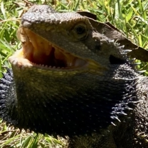 Pogona barbata at Wamboin, NSW - suppressed