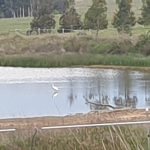 Platalea flavipes at Wallaroo, NSW - 21 Oct 2023 06:12 PM