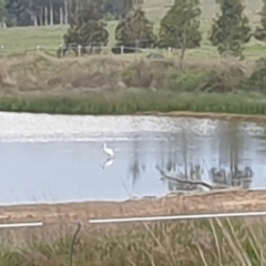 Platalea flavipes at Wallaroo, NSW - 21 Oct 2023 06:12 PM