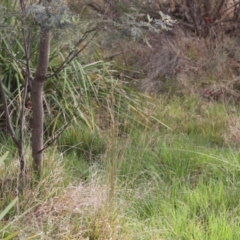 Juncus sp. (A Rush) at Lyons, ACT - 20 Oct 2023 by ran452