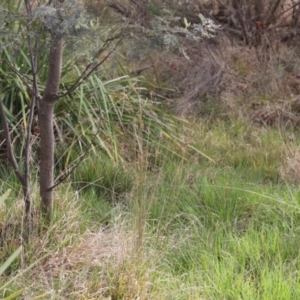 Juncus sp. at Lyons, ACT - 20 Oct 2023 10:29 PM