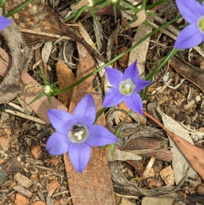 Lasioglossum (Chilalictus) sp. (genus & subgenus) (Halictid bee) at Phillip, ACT - 21 Oct 2023 by stofbrew