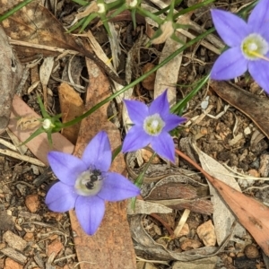 Lasioglossum (Chilalictus) sp. (genus & subgenus) at Phillip, ACT - 21 Oct 2023