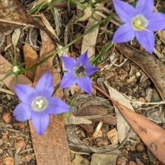 Lasioglossum (Chilalictus) sp. (genus & subgenus) at Phillip, ACT - 21 Oct 2023