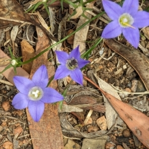 Lasioglossum (Chilalictus) sp. (genus & subgenus) at Phillip, ACT - 21 Oct 2023