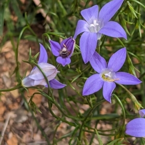 Lasioglossum (Chilalictus) sp. (genus & subgenus) at Phillip, ACT - 21 Oct 2023